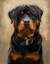 Большой и добрый ротвейлер