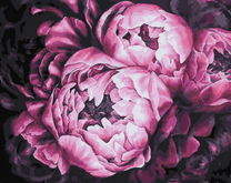 Пышный розовый пион