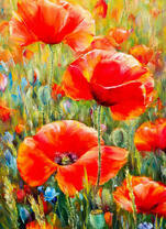 Полевые маки под лучами солнышка