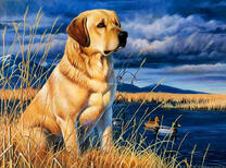 Охотничий пес на берегу озера