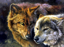 Волк и его спутница