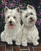 Вест-хайленд-уайт-терьер