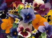 Анютины глазки в букете