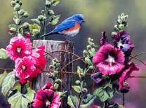 Птичка возле мальв