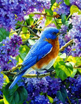 Птичка на цветущей сирени