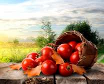 Корзина с большими помидорами