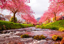 Река у цветущей сакуры