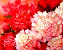 Яркие и пышные пионы