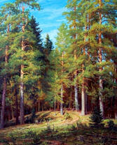 Опушка в сосновом лесу