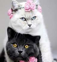 Кошачья свадьба