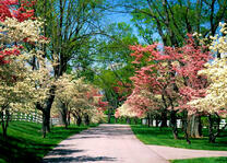 Весенний городской парк