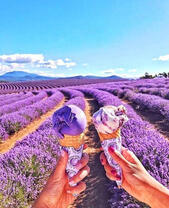 Два мороженных на фоне лавандового поля