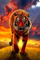 Тигр в лучах восходящего солнца