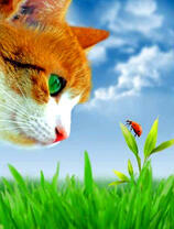 Кот и божья коровка