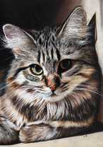 Милая пепельная кошечка