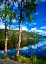 Две берёзы и спокойная гладь реки