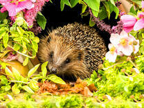 Ежик среди цветов