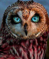 Выразительный взгляд совы