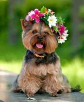 Йоркширский терьер в милом веночке