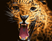 Разъярённый гепард