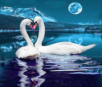 Пара лебедей на горном озере под полной луной
