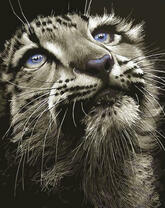 Портрет снежного барса