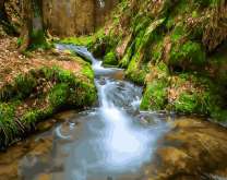 Ручей в дремучем лесу