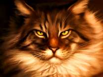 Большой и пушистый мей-кун