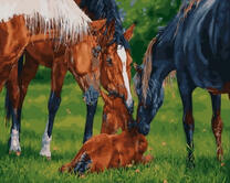 Жеребенок в заботе лошадей