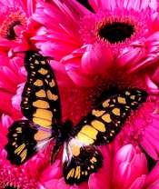 Бабочки на розовых герберах