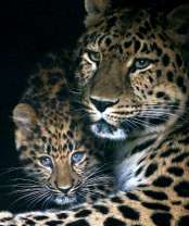 Маленький леопард с мамой