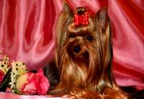 Йоркширский терьер с красным бантом и розами