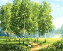 Тропинка через березовую рощу