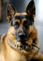 Преданная немецкая овчарка