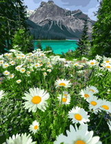 Ромашковая поляна с видом на горное озеро