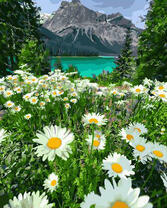 Поляна с ромашками у горного озера