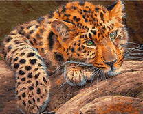 Гепард отдыхает