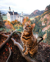 Кот у горного замка