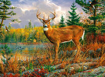Красивый олень у лесного озера