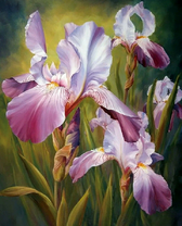 Нежно-сиреневые ирисы