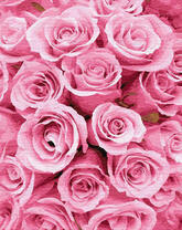 Охапка розовых роз