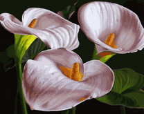 Три белые каллы