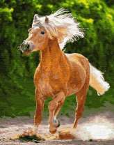 Галоп рыжей лошади