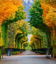 Аллея золотых и зелёных деревьев
