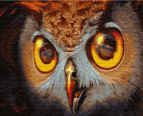 Желтоглазая обычная сова