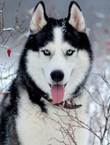 Благородный хаски на зимнем лугу