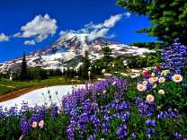 Снежные горы и цветущие ромашки