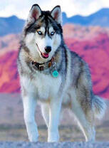 Хаски на фоне гор