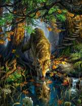 Одинокий волк на водопое