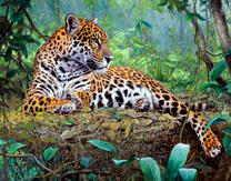 Леопард в тенистых джунглях